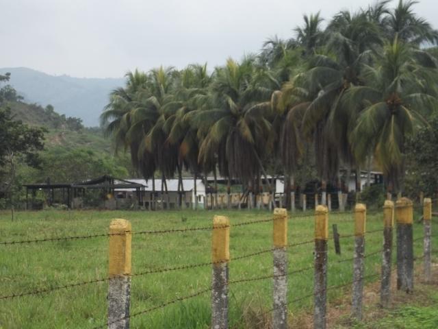 #37 - Granja  Finca para Venta en El Vigía - L - 1